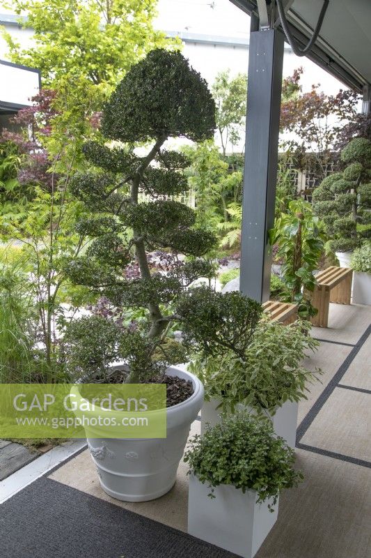 Cloud trees in The Lexus Kansho-niwa Experience garden at BBC Gardener's World Live 2022