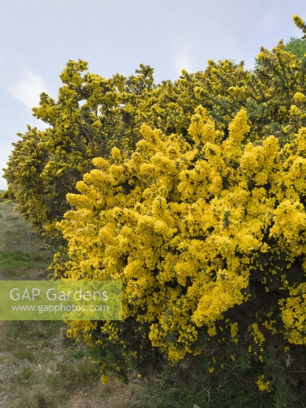 Ulex europaeus - Common Gorse in flower, East Ruston Heath Norfolk UK