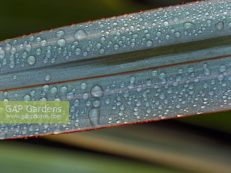 Phormium 'Duet' - New Zealand flax with water droplets in Autumn