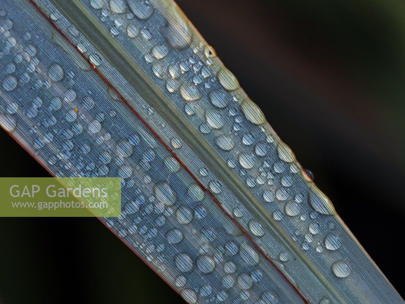 Phormium 'Duet' - New Zealand flax with water droplets in Autumn