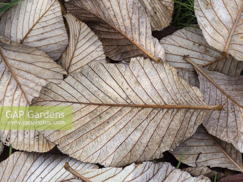 Sorbus hedlundii  fallen leaves