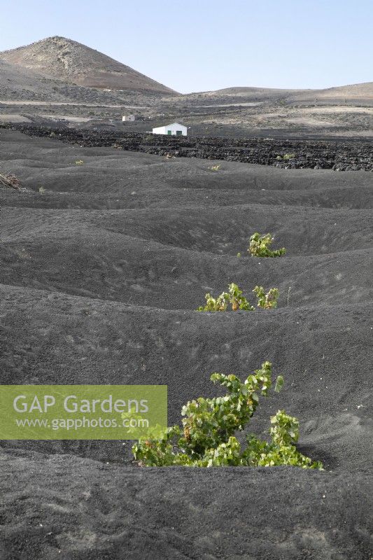 Vines planted in shallows in volcanic soil in Lanzarote - August