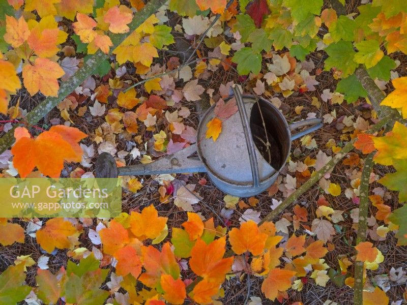 watering can and fallen leaves of Acer rubrum 'October glory' - Red maple 'October Glory'