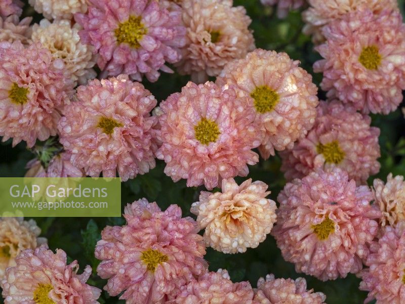 Chrysanthemum 'Picasso' with water droplets in Autumn