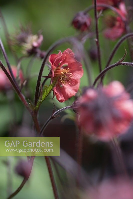 Geum 'Flames of Passion'