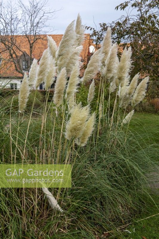 Cortaderia selloana-Pampas grass in a garden, autumn