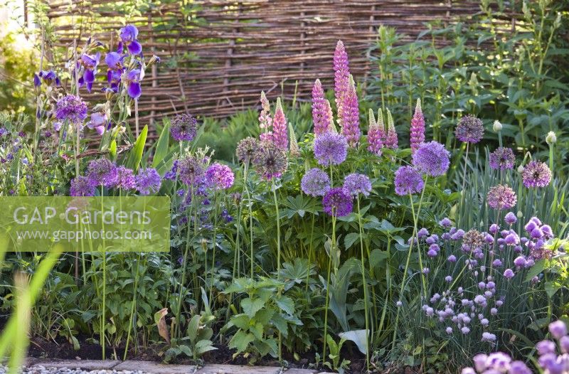 Purple themed border with chives, lupins, alliums, columbine and irises.