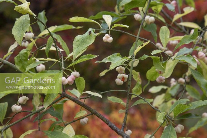 Euonymus Europaeus f. albus seedheads at Bodenham Arboretum, October