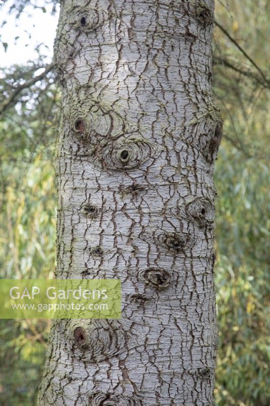 Cedrus Libani ssp. Brevifolia bark at Bodenham Arboretum, October