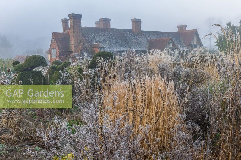 Yew topiary and perennials and ornamental grasses covered in front in a formal country garden in Winter - January
