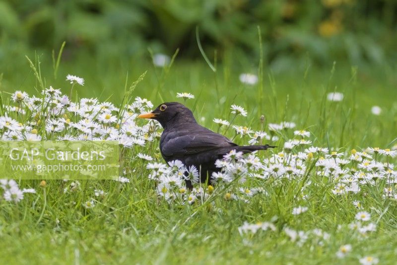 Turdus merula - Male Blackbird amongst Daisies in lawn