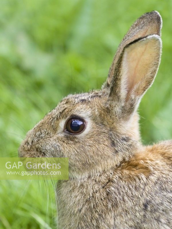 Oryctolagus cuniculus - Portrait of Rabbit