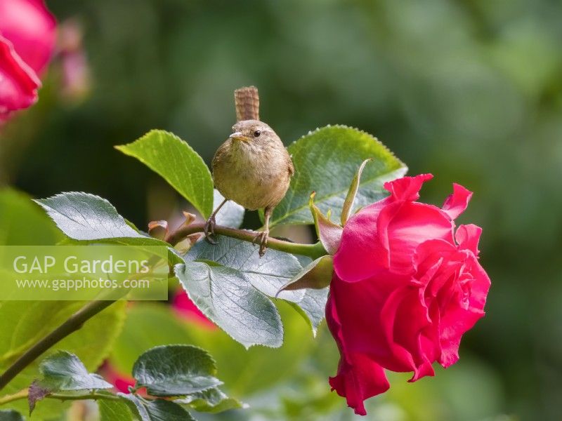 Troglodytes troglodytes - Wren perched on red rose 'dizzy heights'