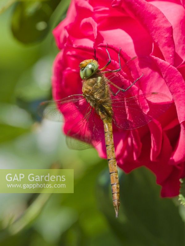 Anaciaeschna isoceles - Norfolk hawker dragonfly on  red rose