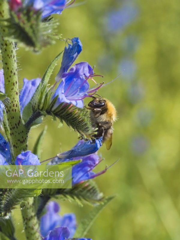 Bombus sp. -  Bumblebee on Echium vulgare, Viper's-Bugloss