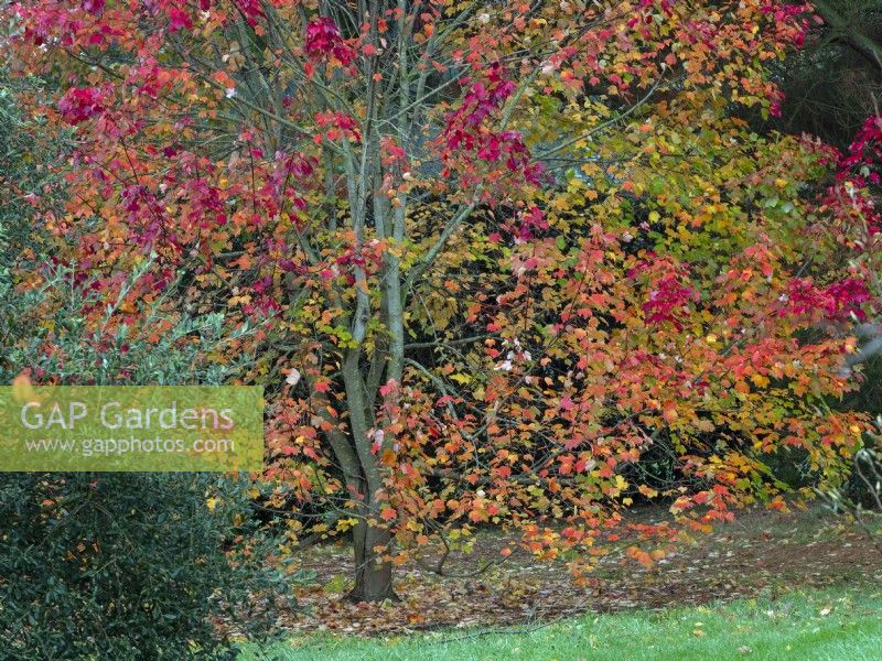 Acer rubrum 'October glory' - Red maple 'October Glory'  autumn leaf colour