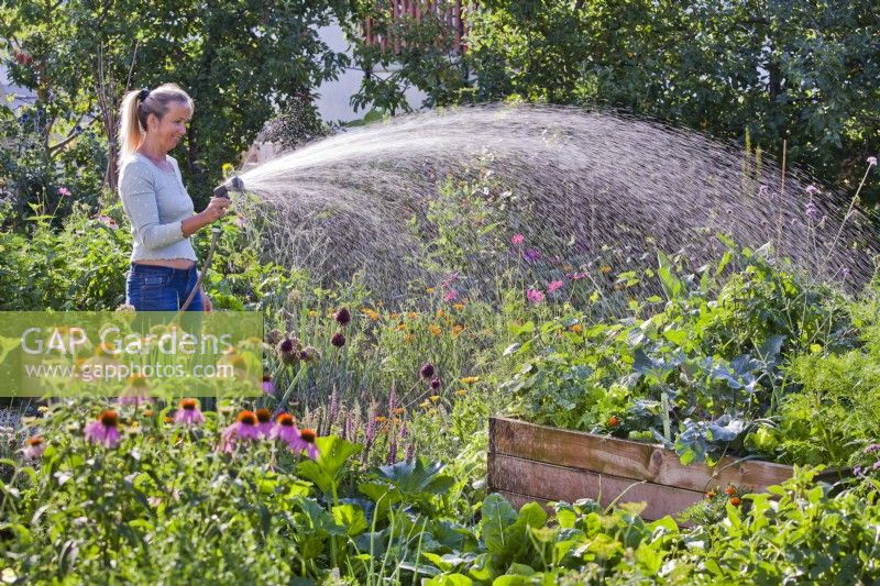 Woman watering with spray hose in kitchen garden.