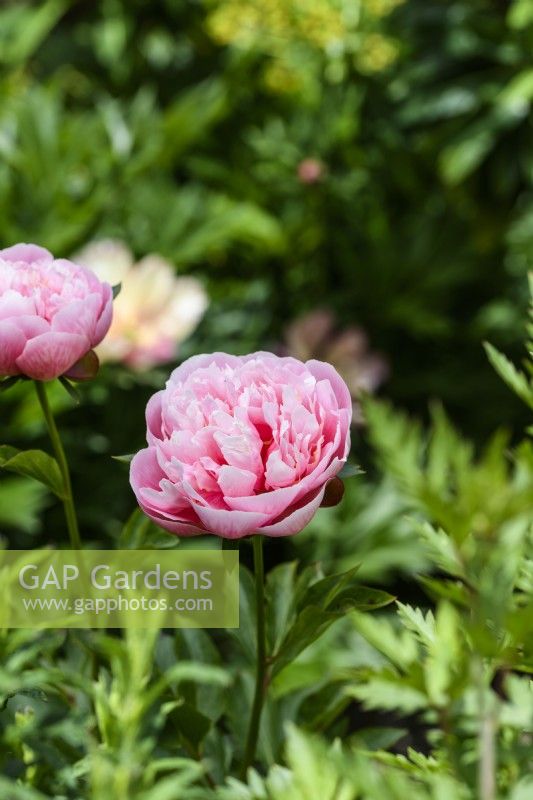 Paeonia 'Etched Salmon'