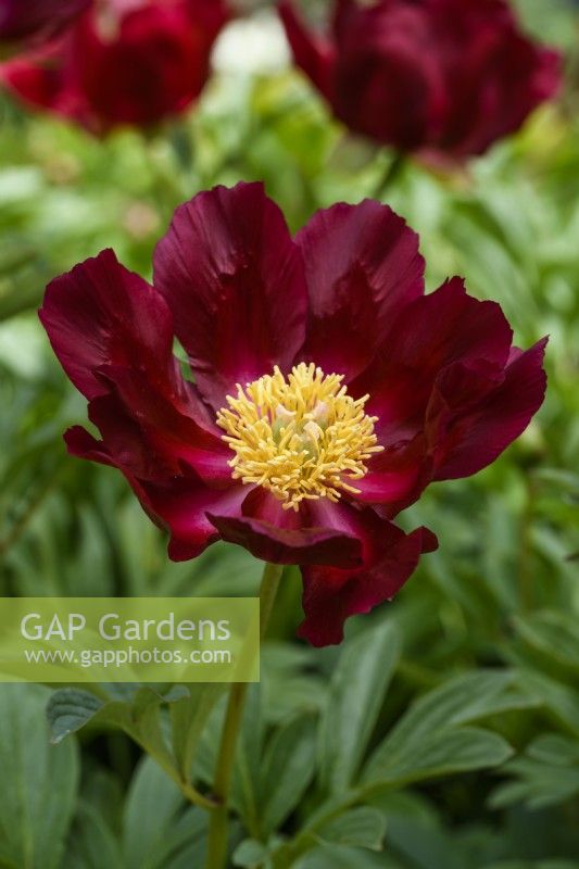 Paeonia 'Mahogany'