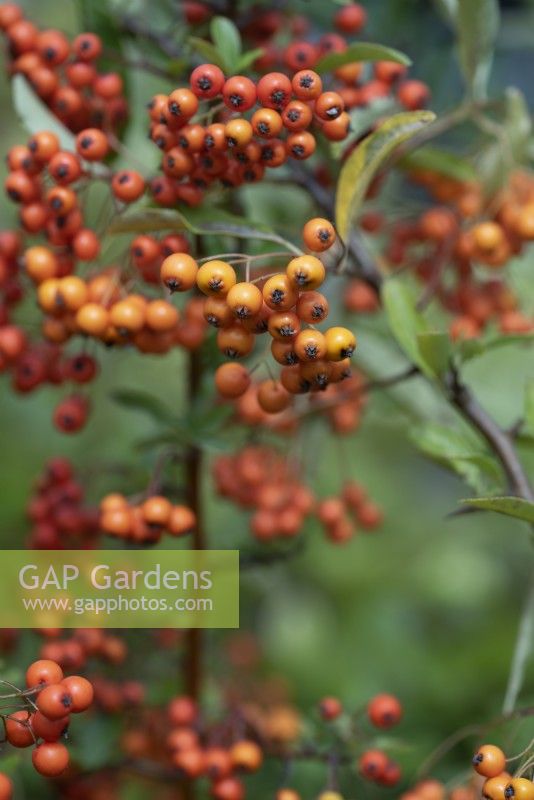 Pyracantha 'Orange Charmer' - Firethorn 