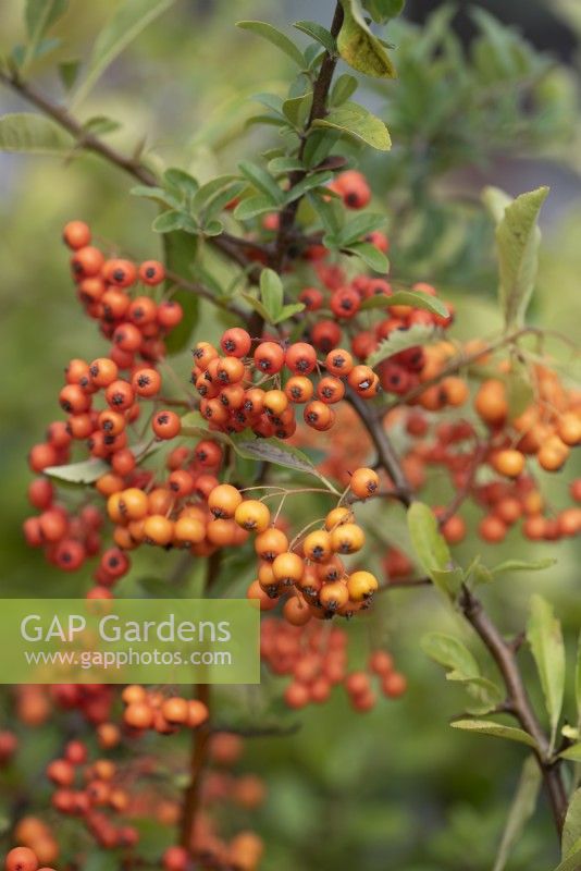 Pyracantha 'Orange Charmer' - Firethorn 