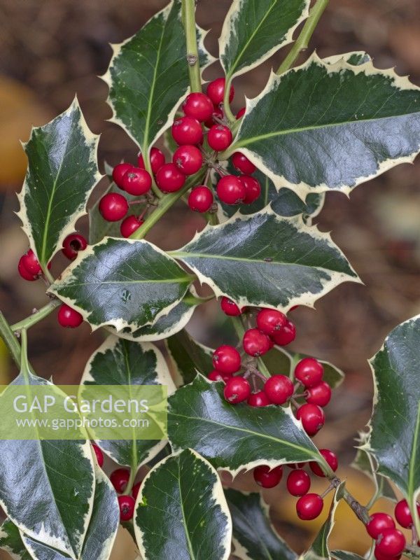 Ilex aquifolium Argentea Marginata  with berries  Norfolk January