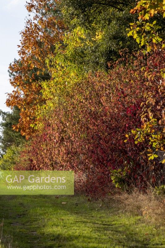 Cornus sanguinea add a warm burgundy tone to this boundary hedge  in the autumn.  It is backed by a mixture of deciduous and conifer trees including: Quercus ilex, Castanea sativa and Quercus rubra.