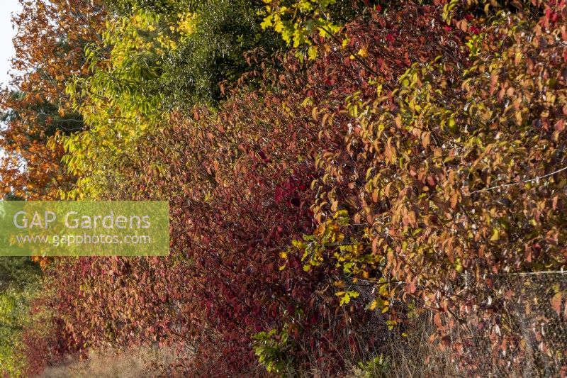 Cornus sanguinea add a warm burgundy tone to this boundary hedge  in the autumn.  It is backed by a mixture of deciduous and conifer trees including: Quercus ilex, Castanea sativa and Quercus rubra.