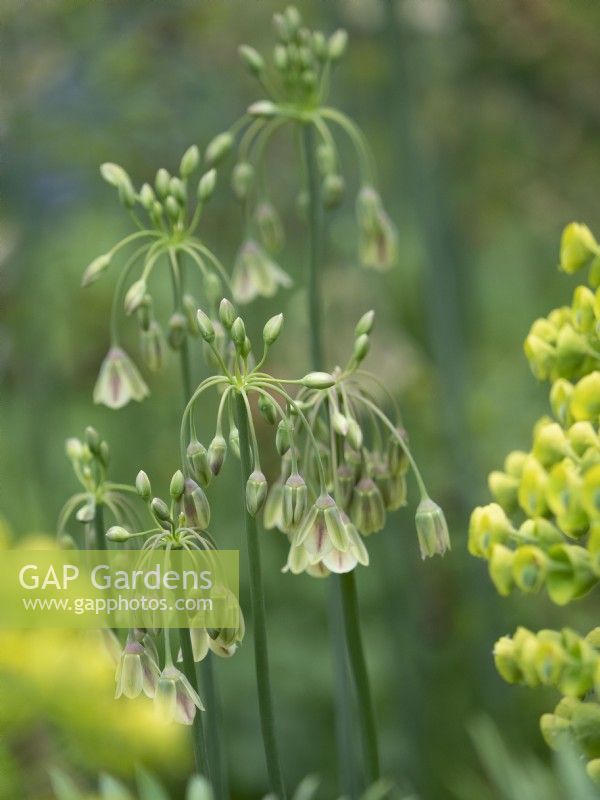 Nectaroscordum siculum growing with Euphorbia