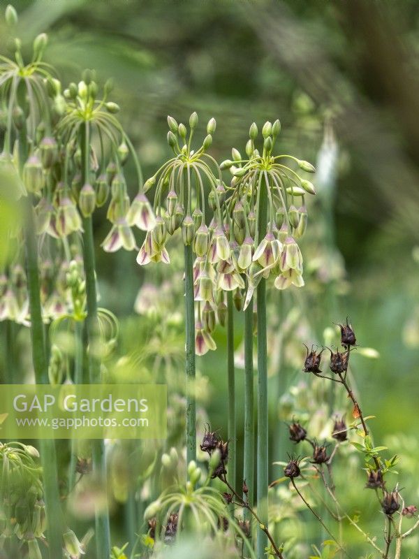 Nectaroscordum siculum