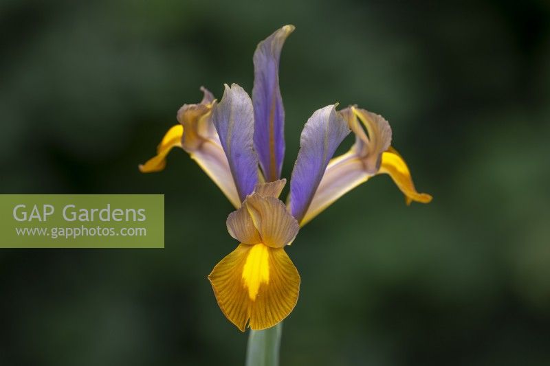 Iris x hollandica 'Bronze Perfection'