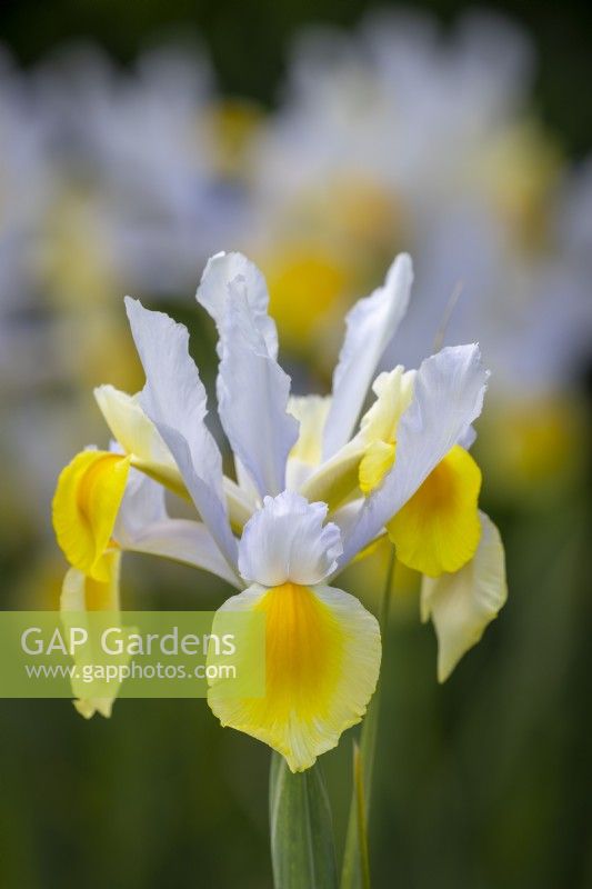 Iris x hollandica 'Apollo'
