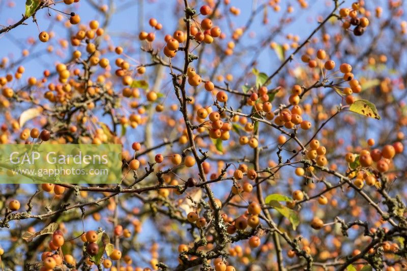 Malus Ã— zumi 'Professor Sprenger' produces small, round, orange fruit in the autumn, which stay on tree until winter.
