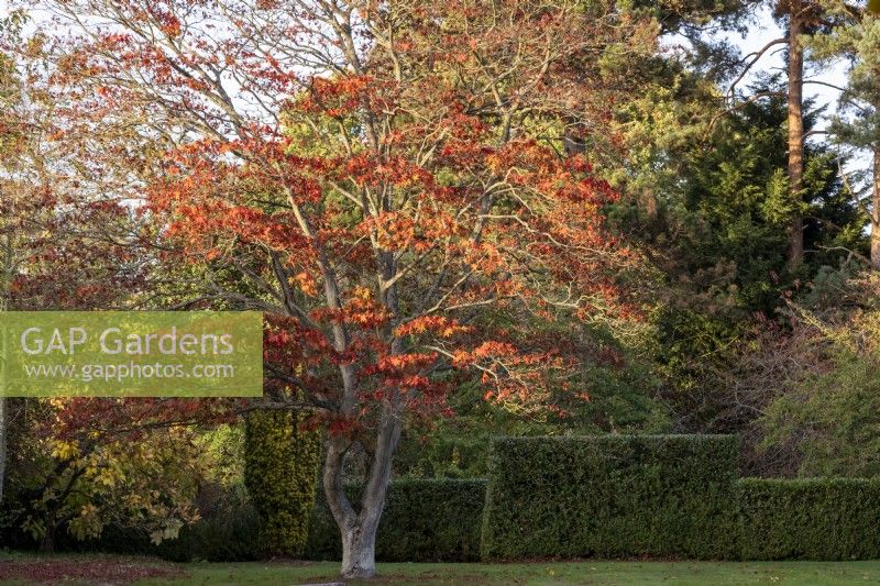 Acer palmatum 'Osakazuki'  glowing in the afternoon light at The Place for Plants.  It is growing by a Taxus baccata 'Fastigiata Robusta', Irish Yew and a clipped hedge behind it at The Place for Plants.