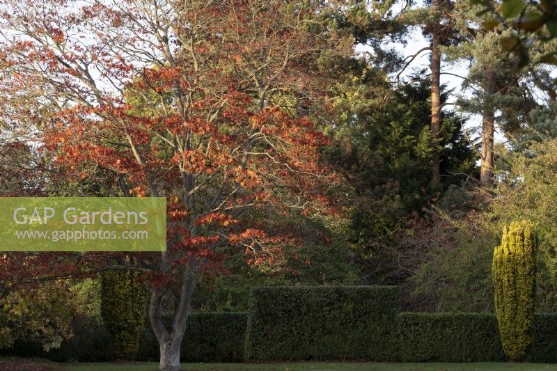 Acer palmatum 'Osakazuki'  glowing in the afternoon light at The Place for Plants.  It is growing between two Taxus baccata 'Fastigiata Robusta', Irish Yew and a clipped hedge behind it.