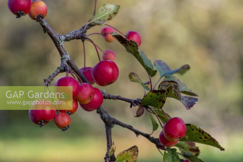 Malus robusta 'Red Sentinel' has red crab apples that stay on the tree well into winter.