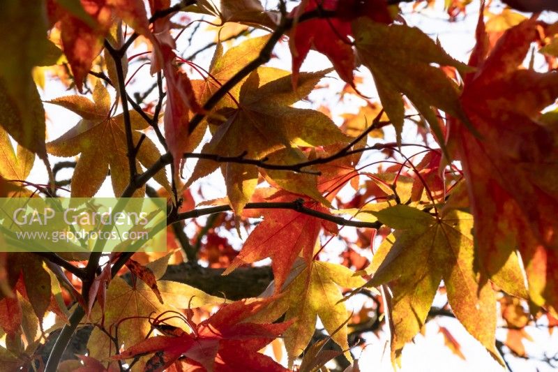Acer palmatum 'Osakazuki' leaves turn a rusty orange in autumn.