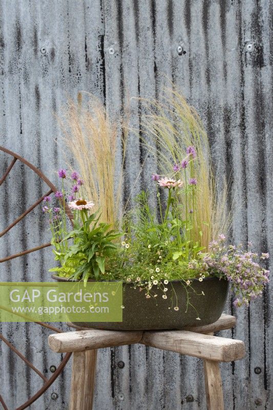 Set against a sheet of corrugated iron, an oval green enamel container is planted with Echinacea purpurea 'Sunseekers Salmon', Nassela tenuissima 'Pony Tails', Origanum 'Bristol Cross', Erigeron karvinskianus, Crithmum maritimum, Betonica officinalis 'Rosea'