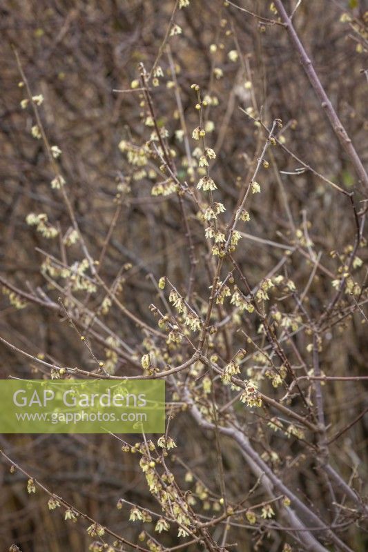 Chimonanthus praecox - Wintersweet