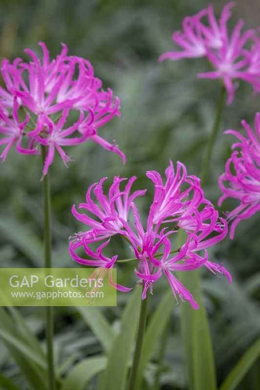 Nerine 'Spetchley Park Pink'