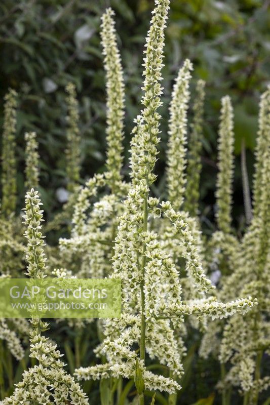 Veratrum californicum - California corn lily, California false hellebore