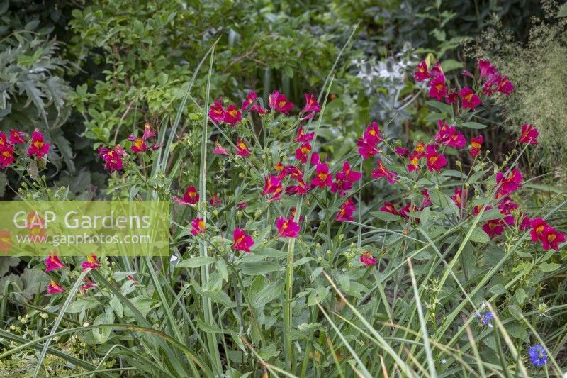 Alstroemeria 'Tessa' growing in shade