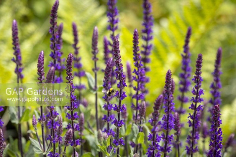 Bee on Salvia nemorosa 'Caradonna' AGM syn. Salvia Ã— sylvestris 'Caradonna' - Balkan clary