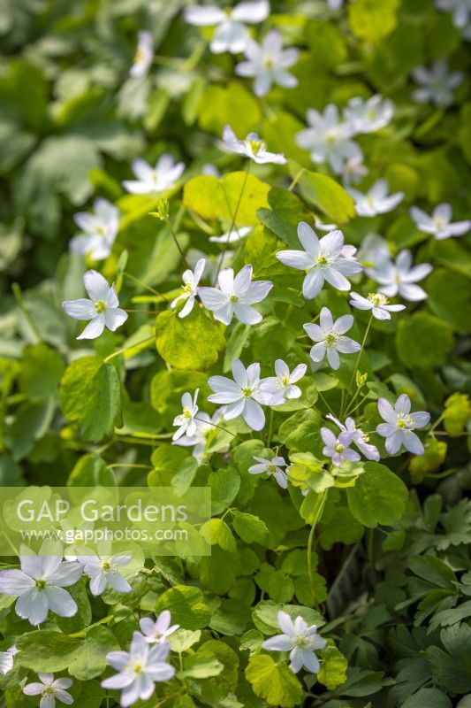 Anemonella thalictroides 'Diamante'