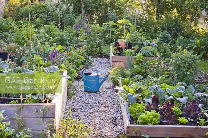 Gravel path separated raised beds with growing crops in the kitchen garden.