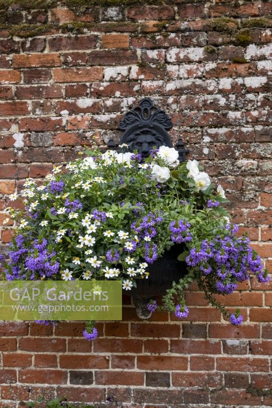 Scaevola aemula 'Purple Fanfare', Bidens ferulifolia 'White Delight' and Begonia 'Funky White', planted together in a wall mounted container.