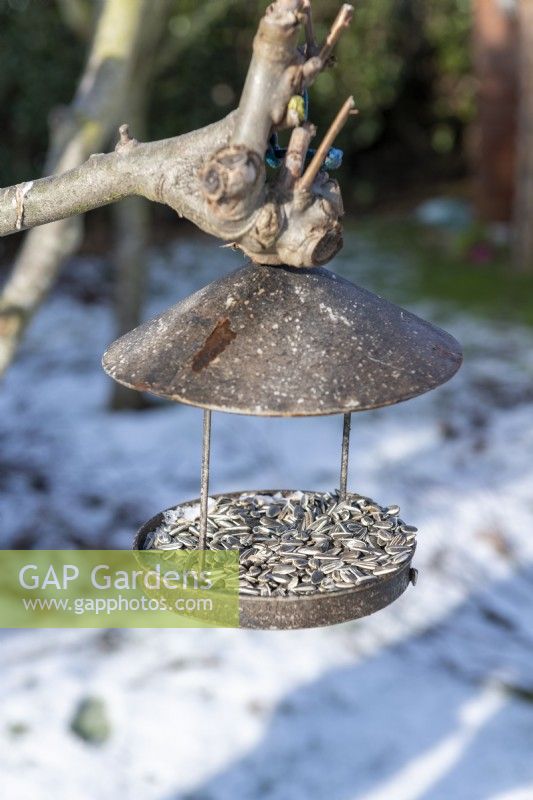 Bird feeder hanging from a tree in winter