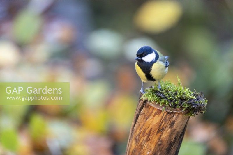 Great tit resting on a cut lilac trunk