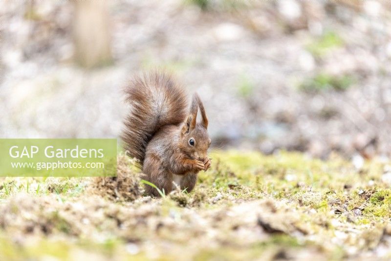 Red squirrel, spring