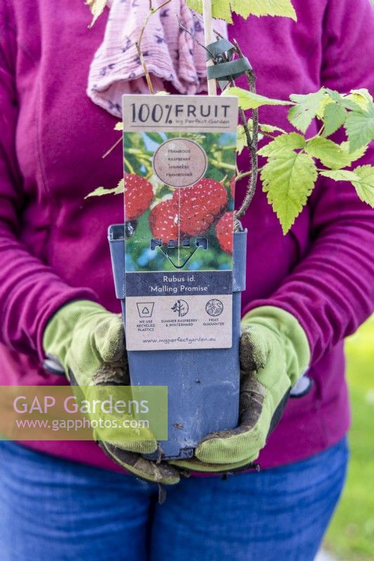 Rubus 'Malling Promise' - Woman holding raspberry bush to plant